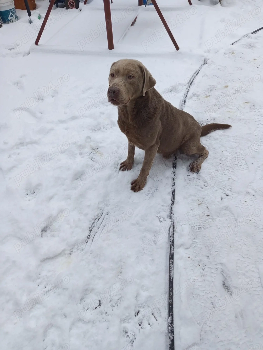 Donez Labrador Silver