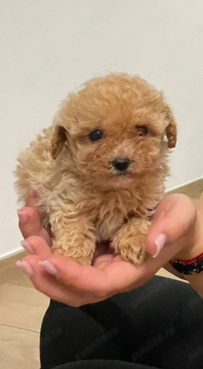 Maltipoo mini (pudel+bichon)