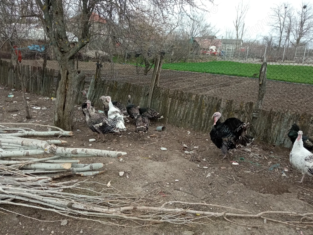 Vând curci curcani românești 