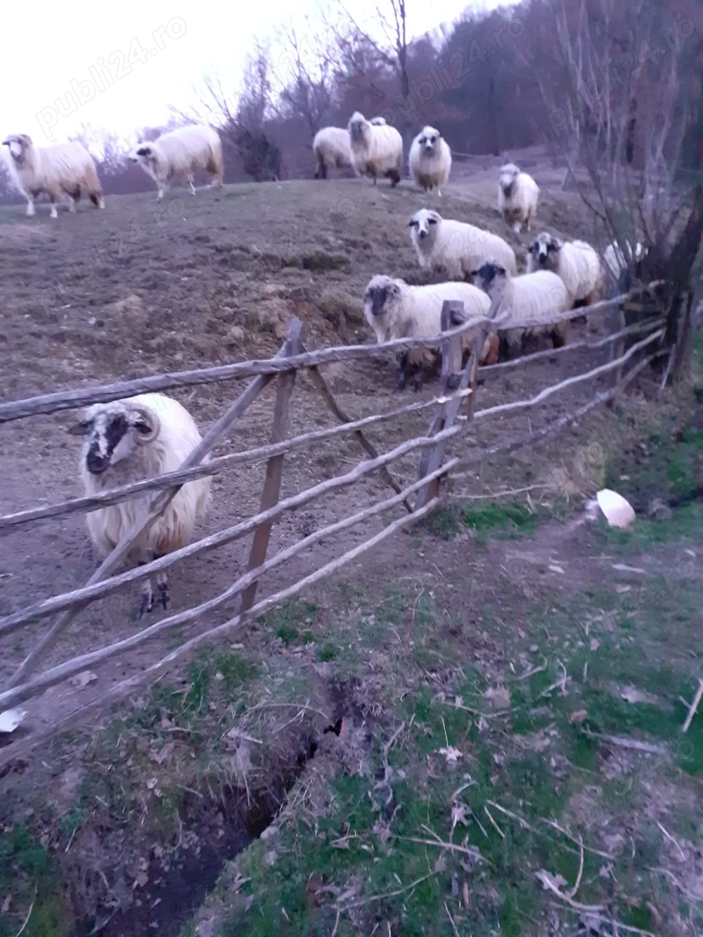 OCAZIE REALĂ   11 oi cu 11 miei (o parte mari, din decembrie) + 2 sterpe   Zlatna
