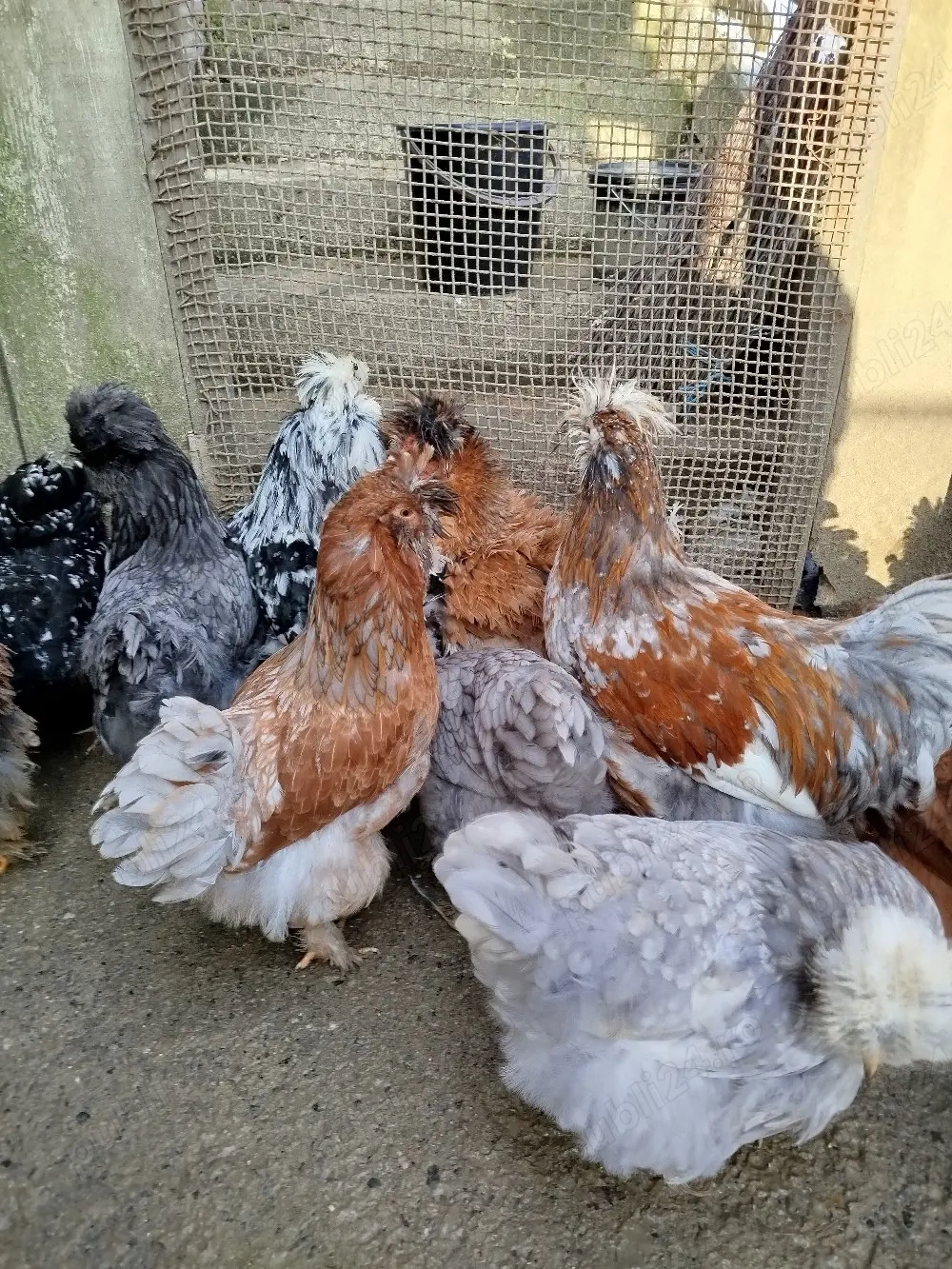 ouă pentru incubat găini moțate 