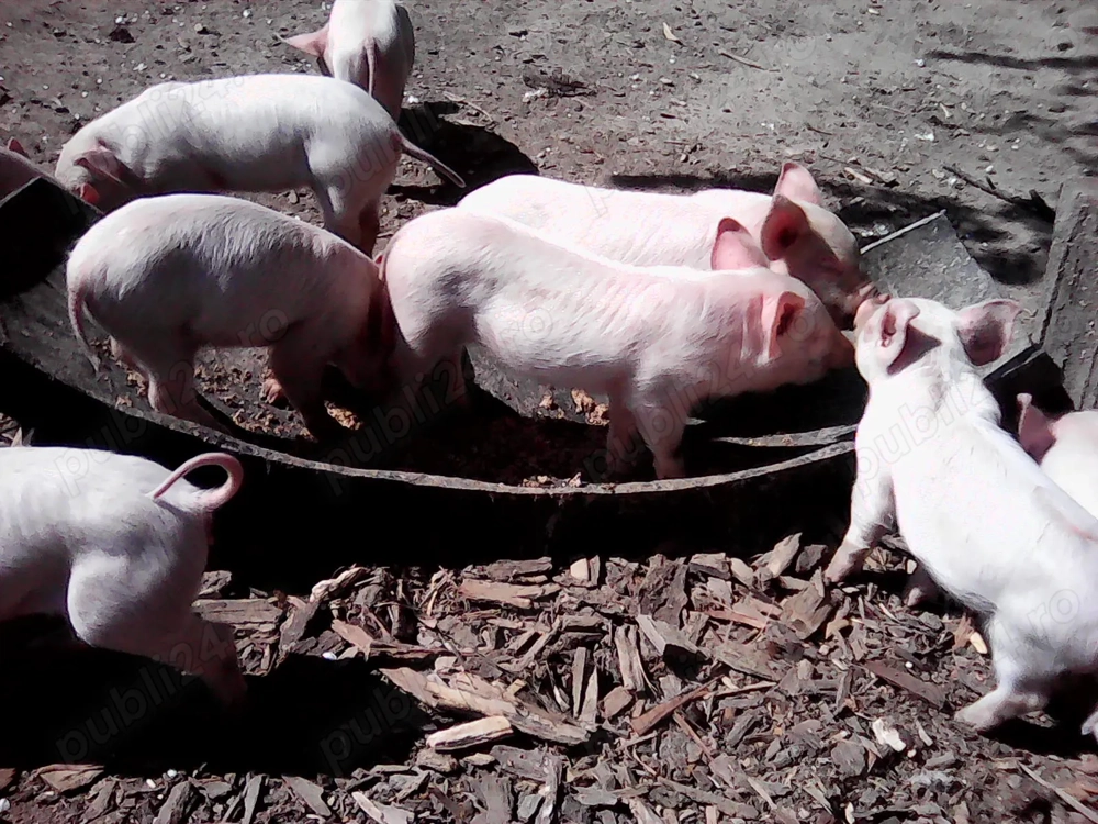 Vând purcei Landrace