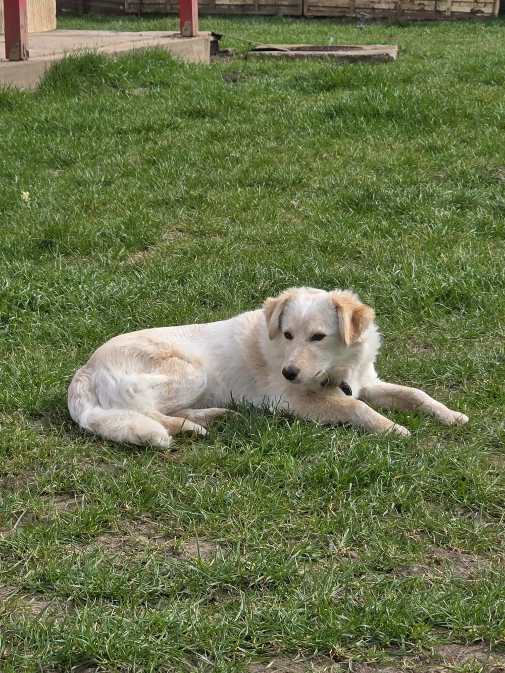 Caine pentru adoptie