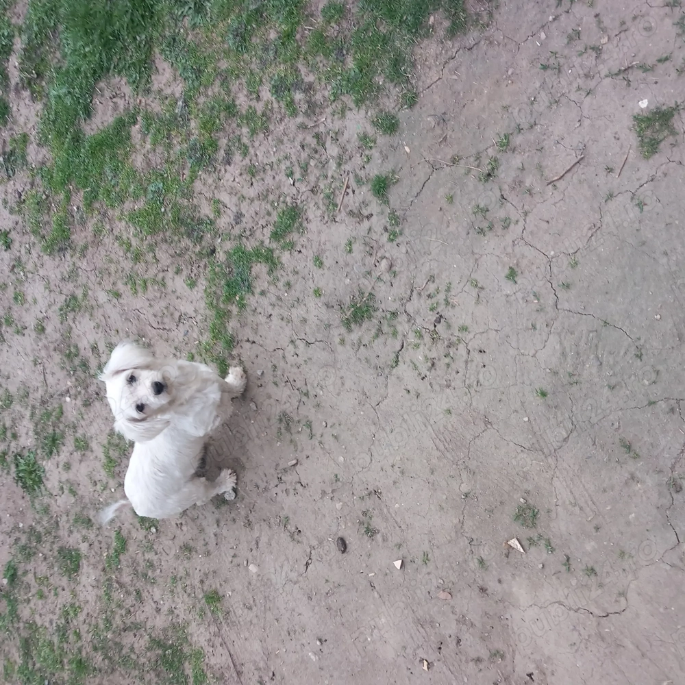 De vinzare bisoni maltezi 2femele 