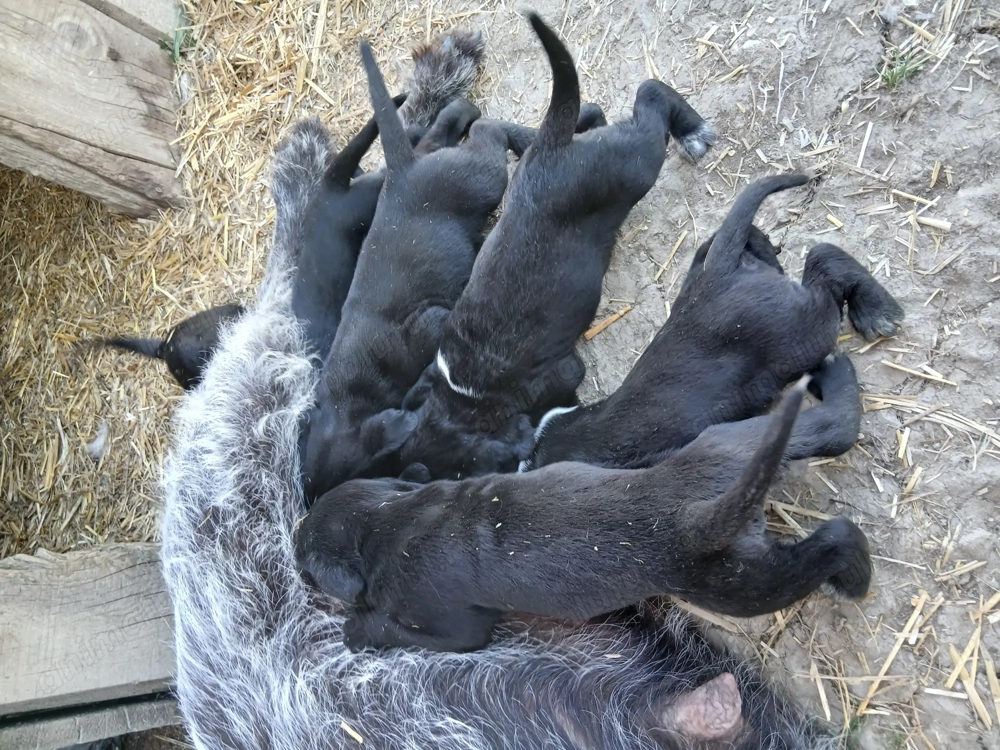 Se vind pui pentru vanatoare