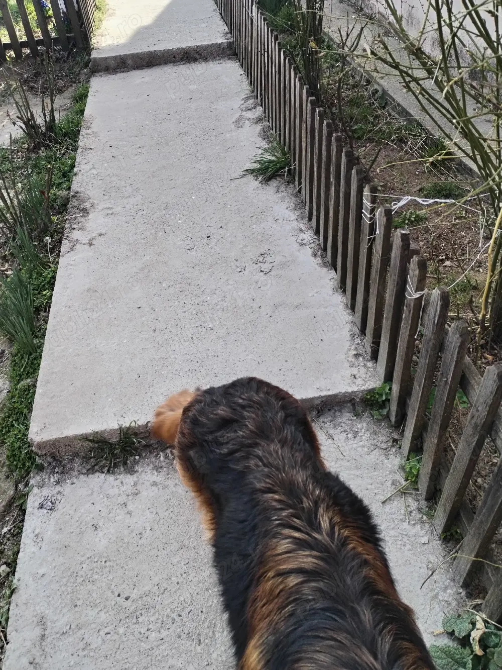 Vând ciobănesc german