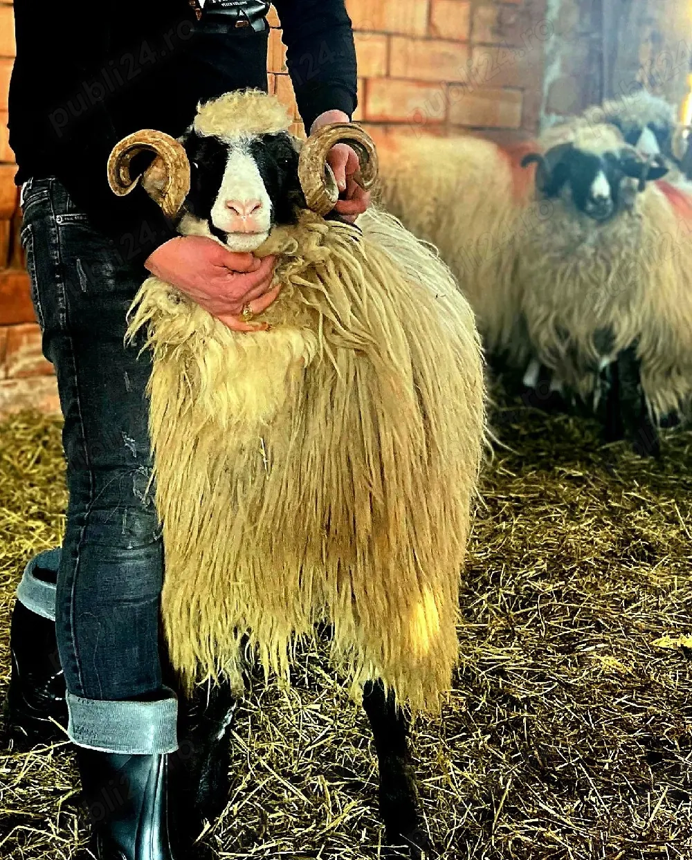 Berbecuț de vânzare 