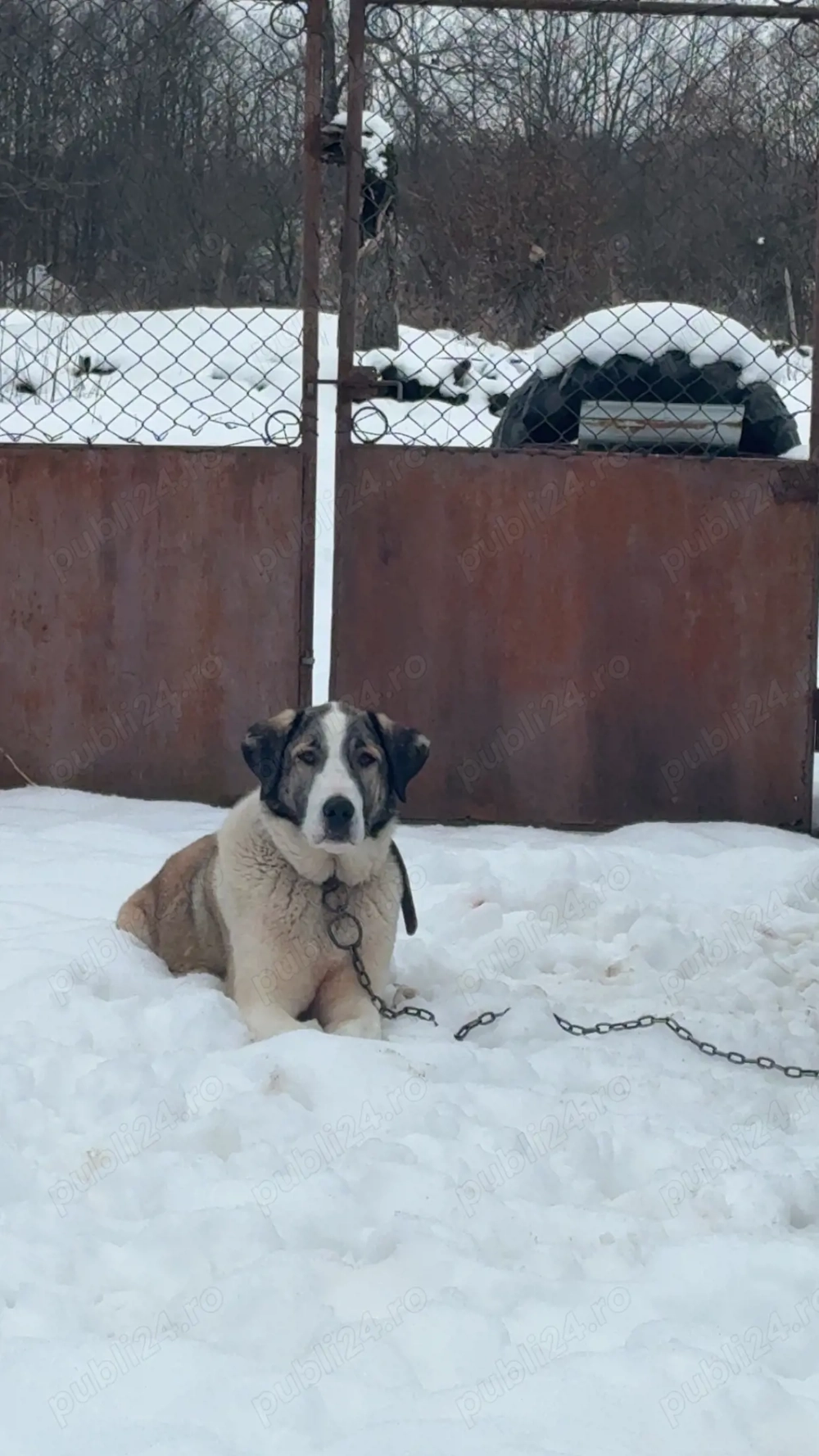 Femela Asia centrală 