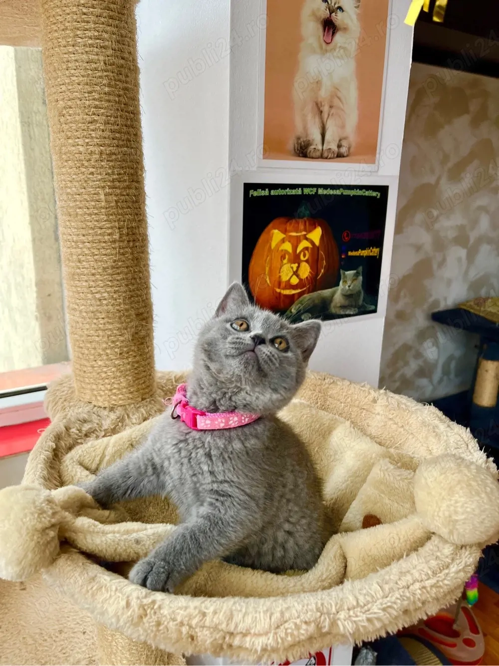 british shorthair blue fetita