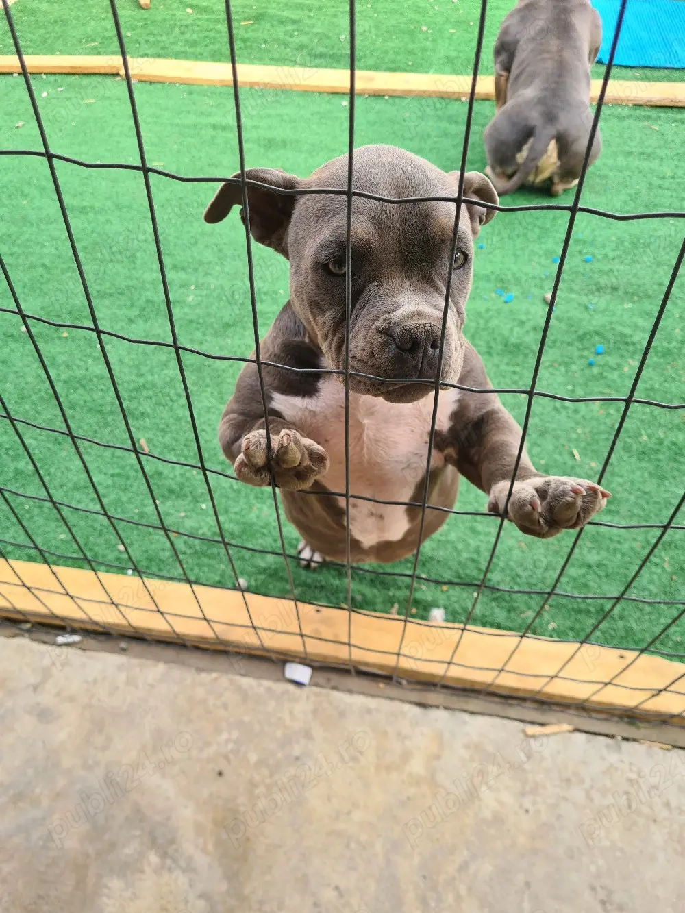 American bully pocket