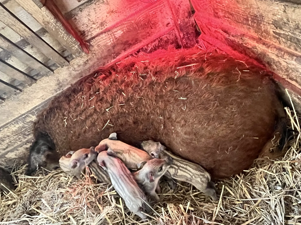 Pereche Mangaliță de vânzare 