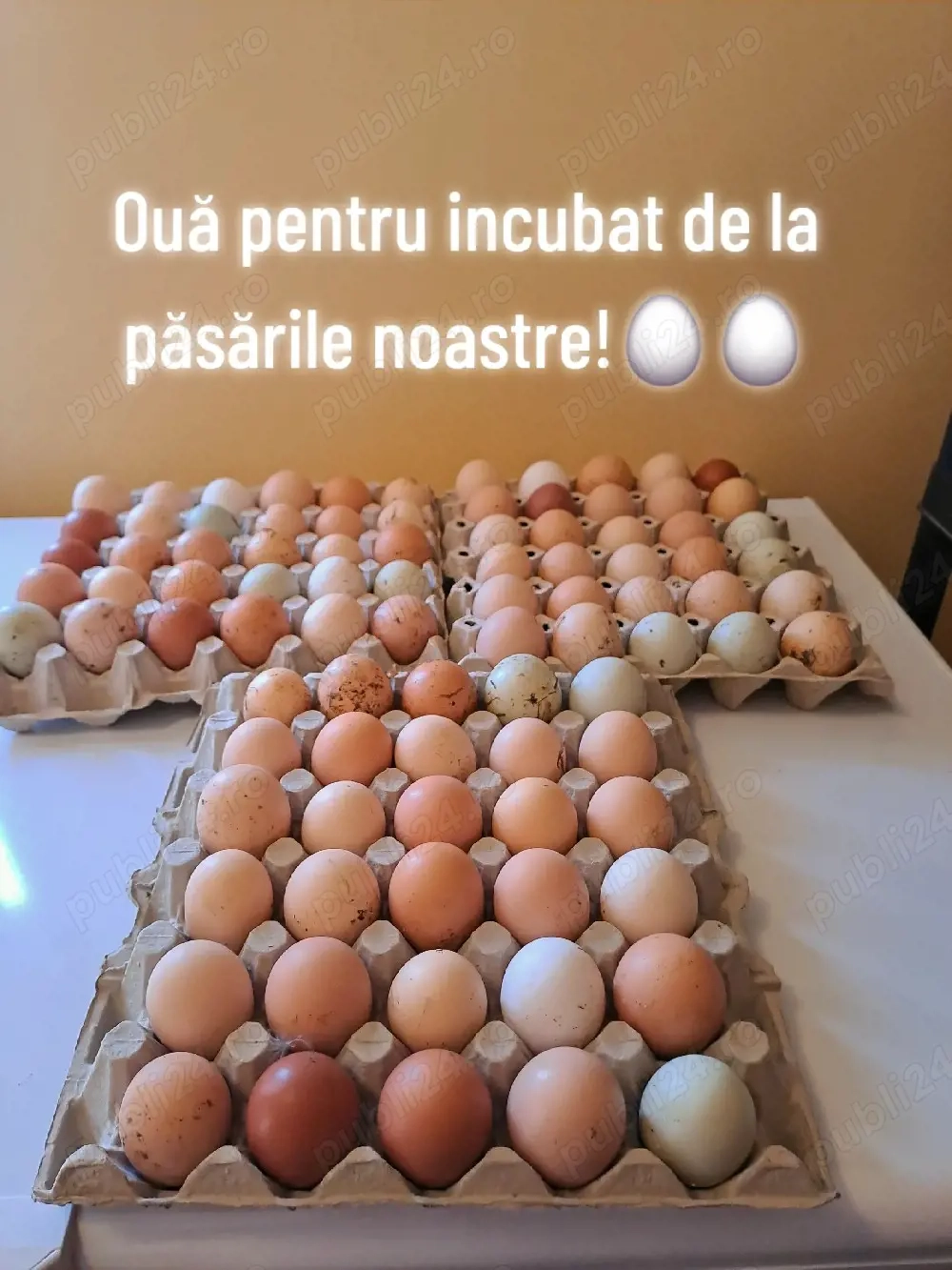 Vand oua pentru incubat