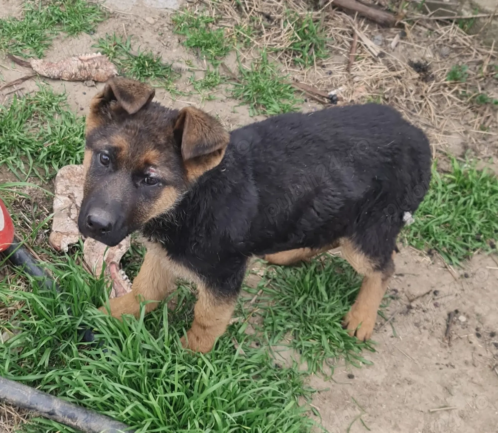 Vand femela pui de ciobanesc german