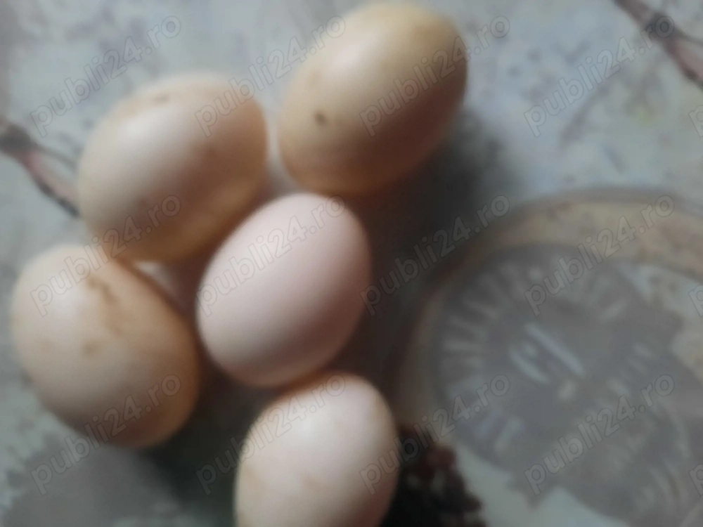 Ouă pentru incubat 