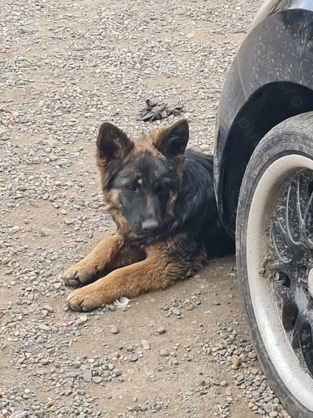 Vând pui de ciobănesc-german