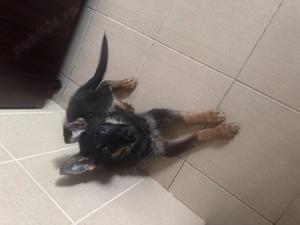 Vând pui ciobănesc german