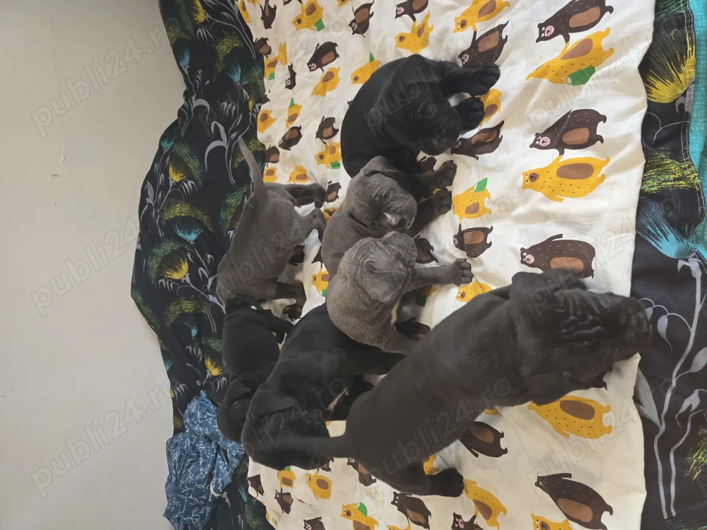 Vand caini cane corso 