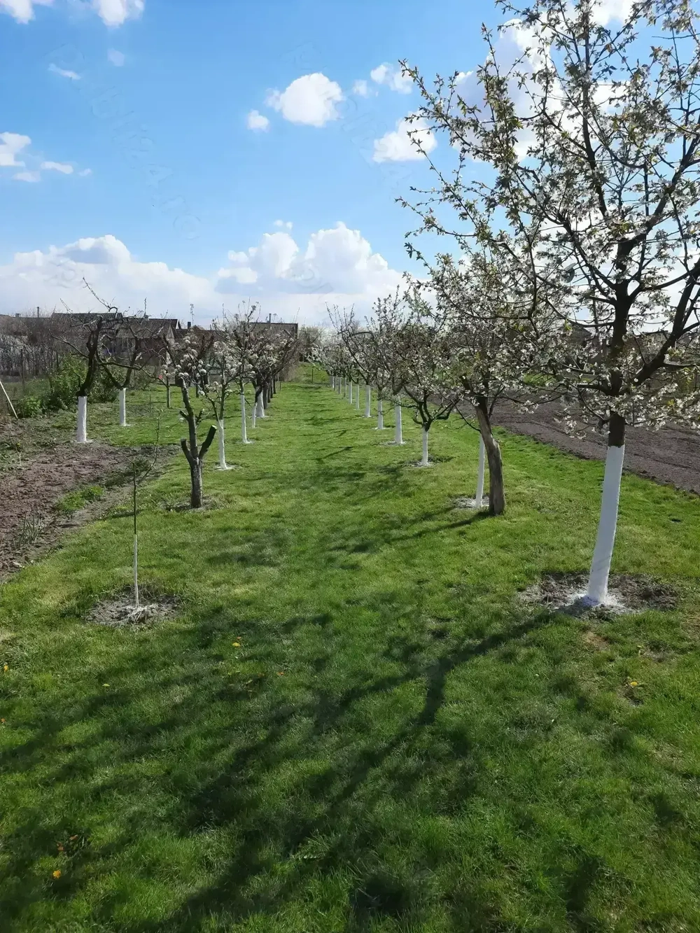 Casă Mihai Bravu, Bihor