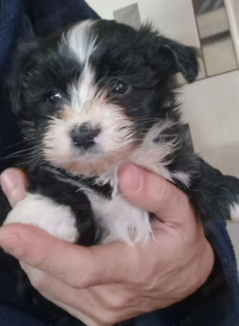 Baietel Bichon mini toy