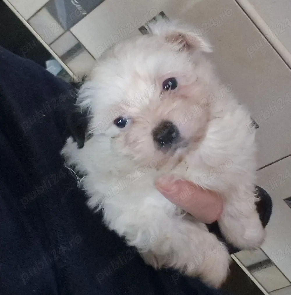 Fetita Bichon mini toy