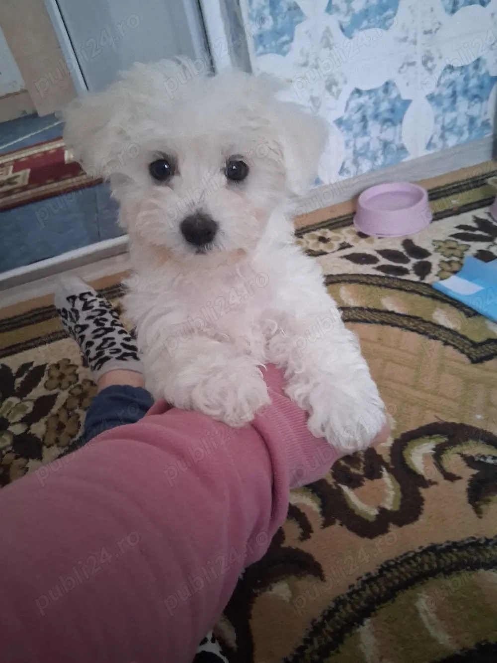 Bichon maltez