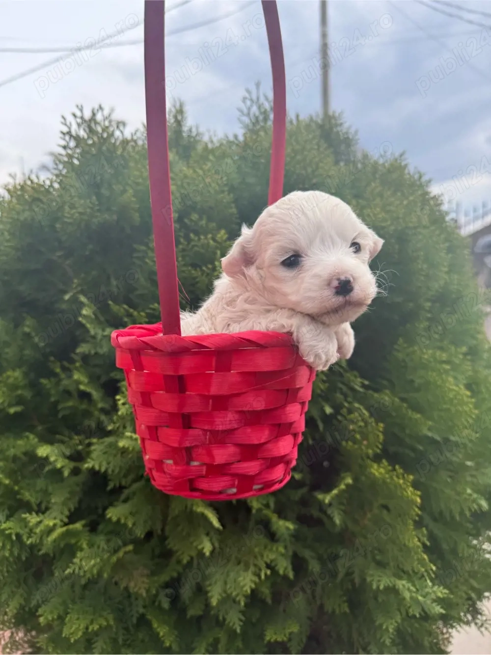 bichon frise talie mică