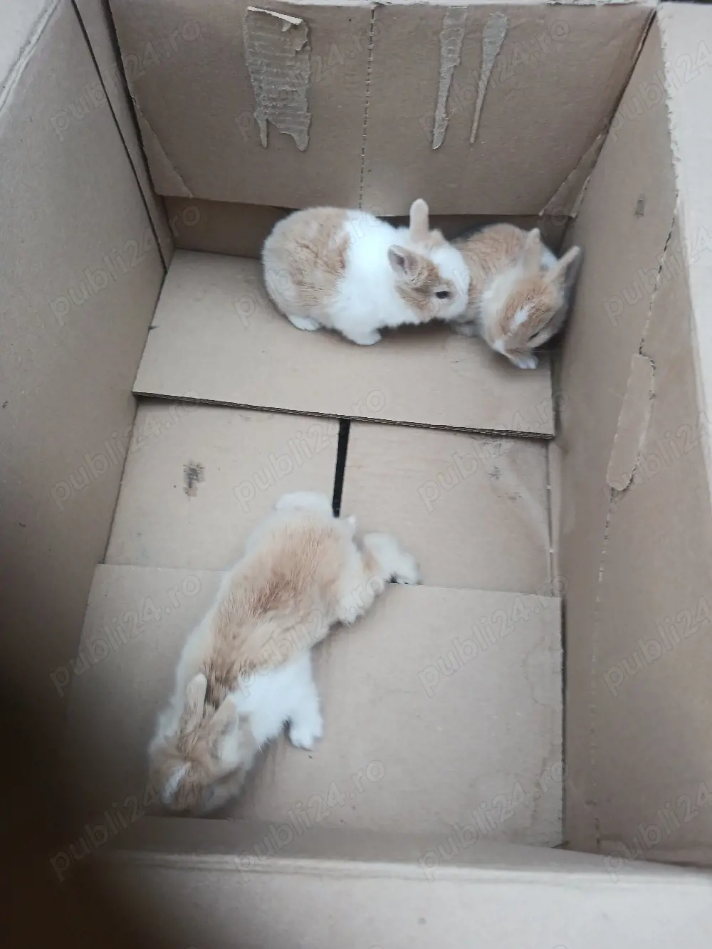 Disponibili iepuri cap de leu, californieni, rex pitic, rex tricolor, rex dalmațieni 