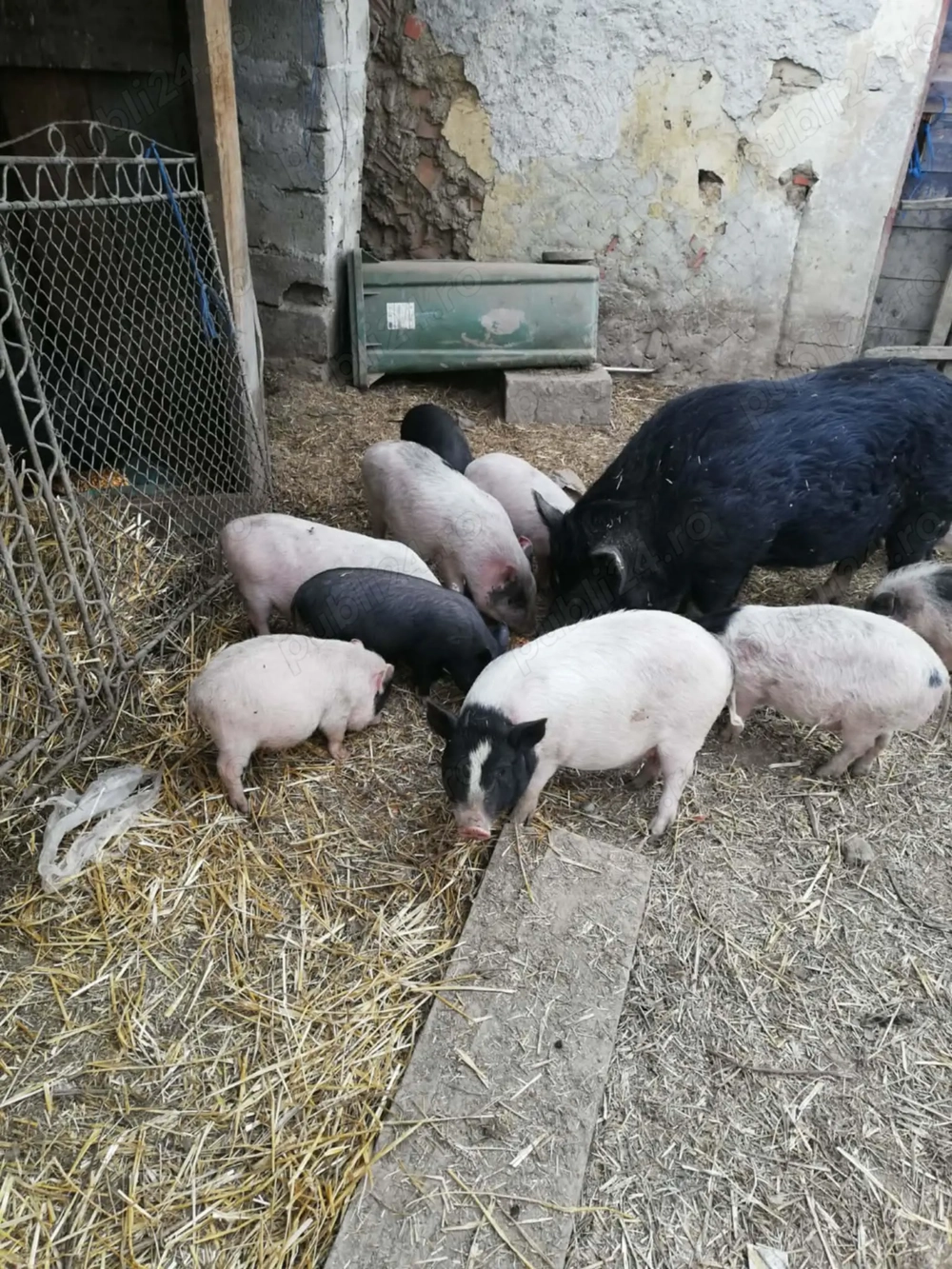 Purcei si porci de vinzare 