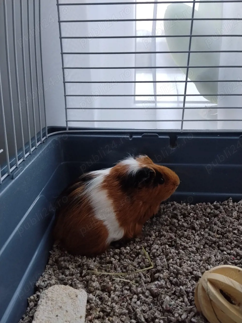 Porcușor de Guineea de vânzare 