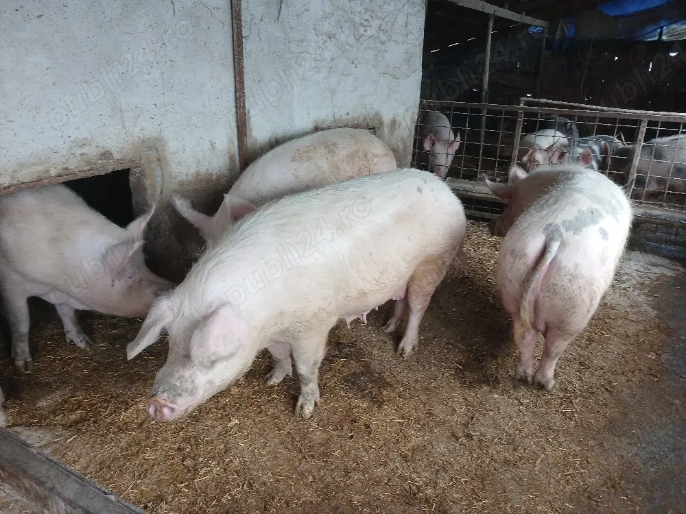 Porci de vanzare 