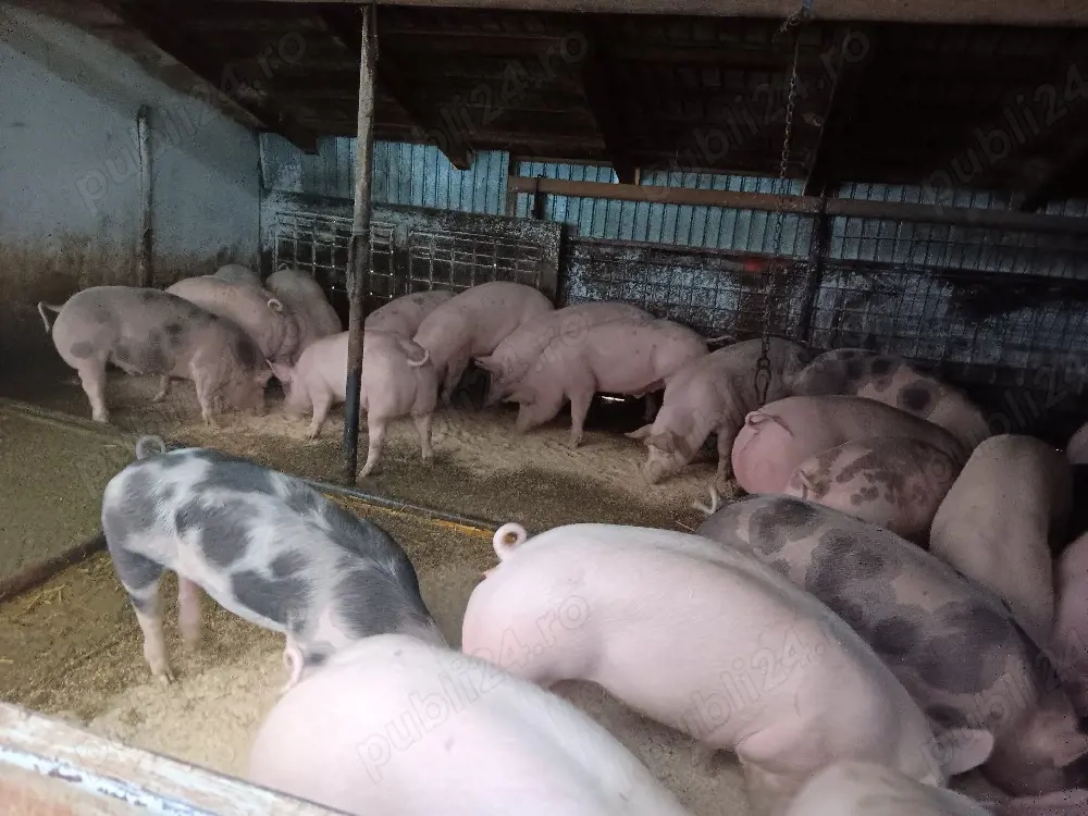 Porci de vanzare pentru paste 