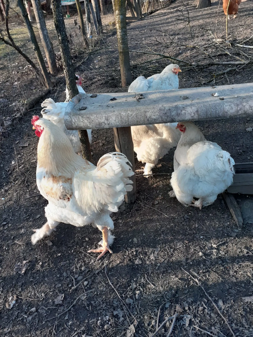 Brahma   1 cocoș + 2 găini   tineret 2025