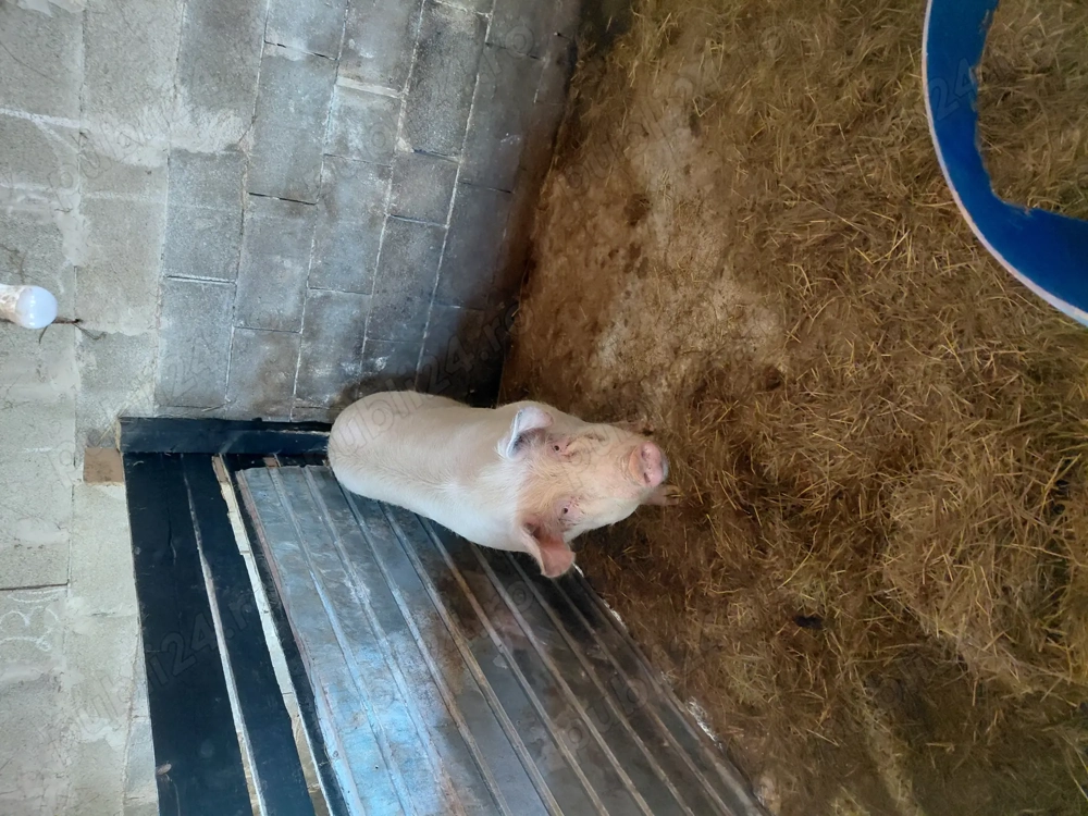 Vând 2 scroafe  din rasa landras cu mare alb 