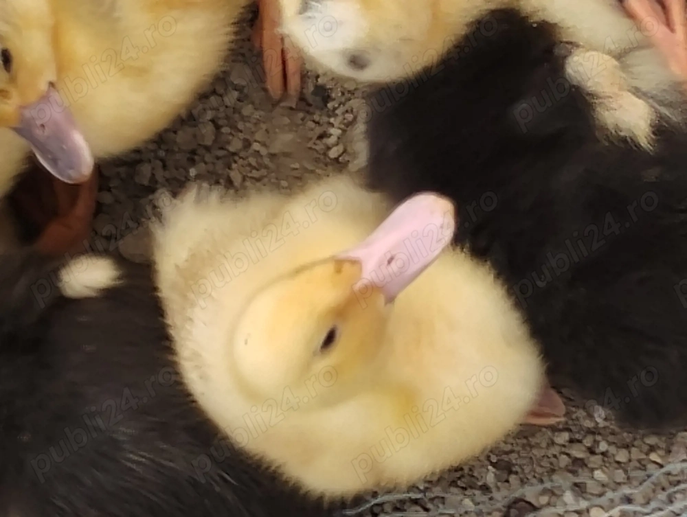 Boboci de rata  - 10 zile, rasă românească 