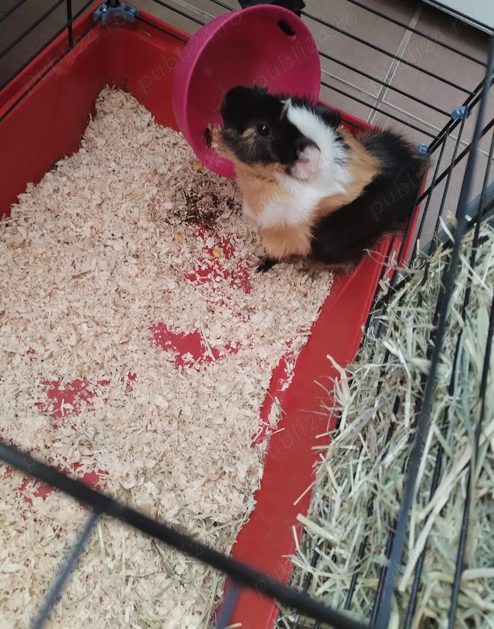 Donez porcușor de guineea 