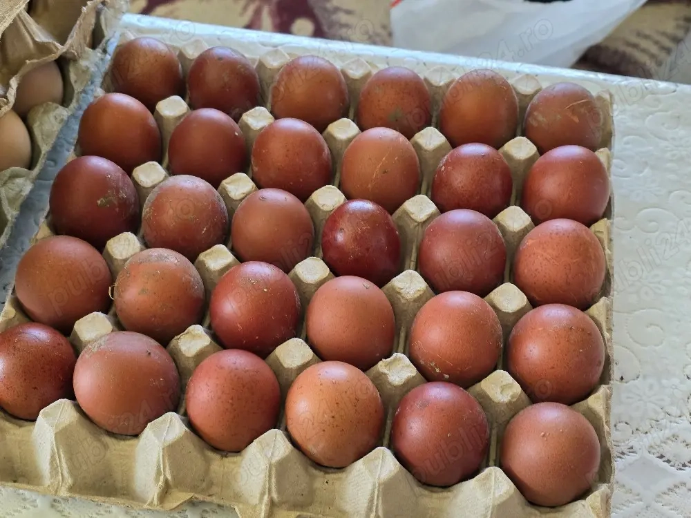Ouă pentru incubat Marans