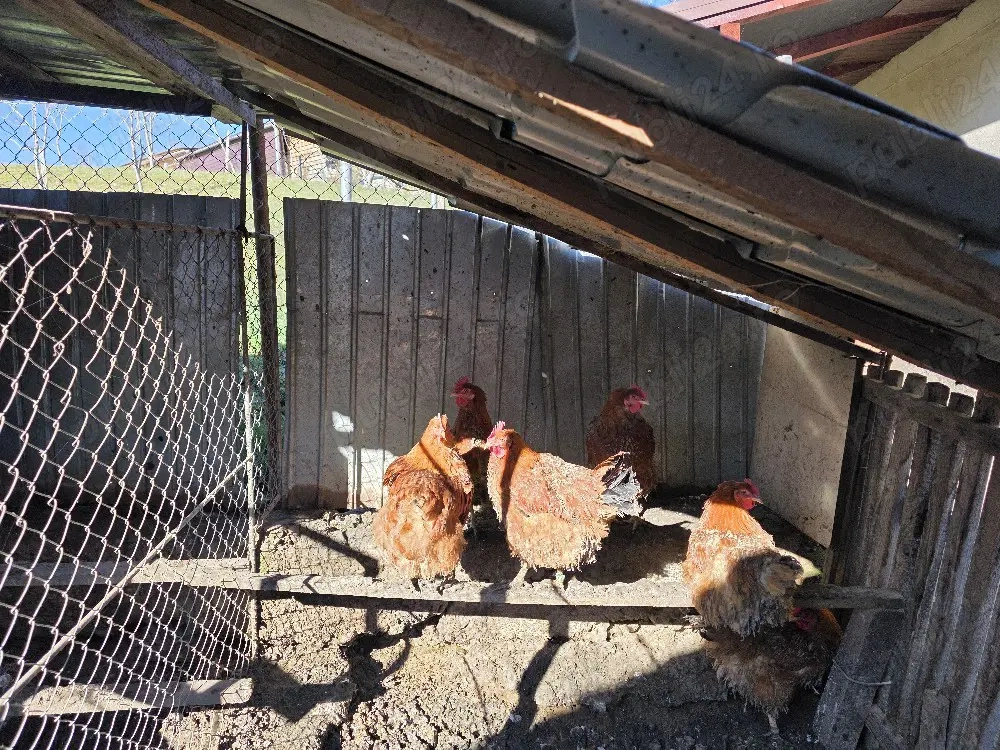 Găini de rasă New hampshire