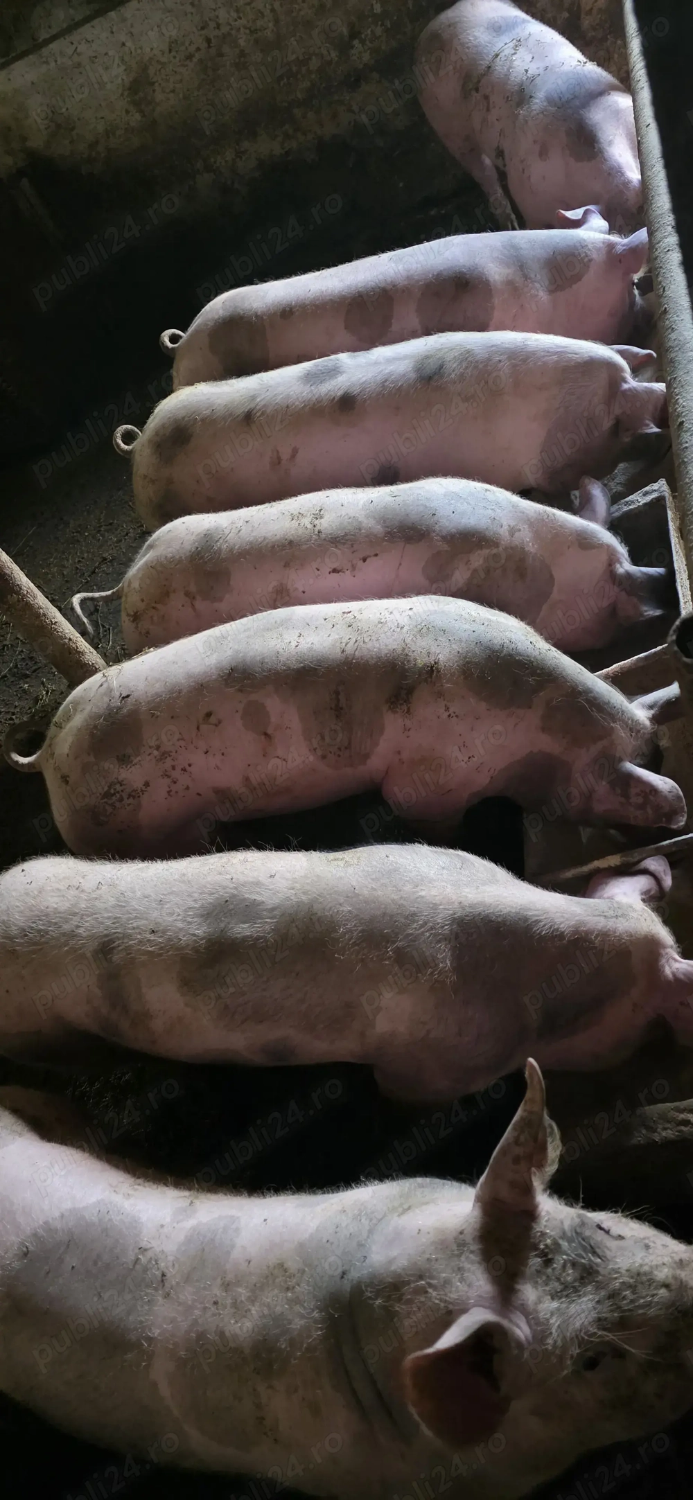 Vand purcei si porci 