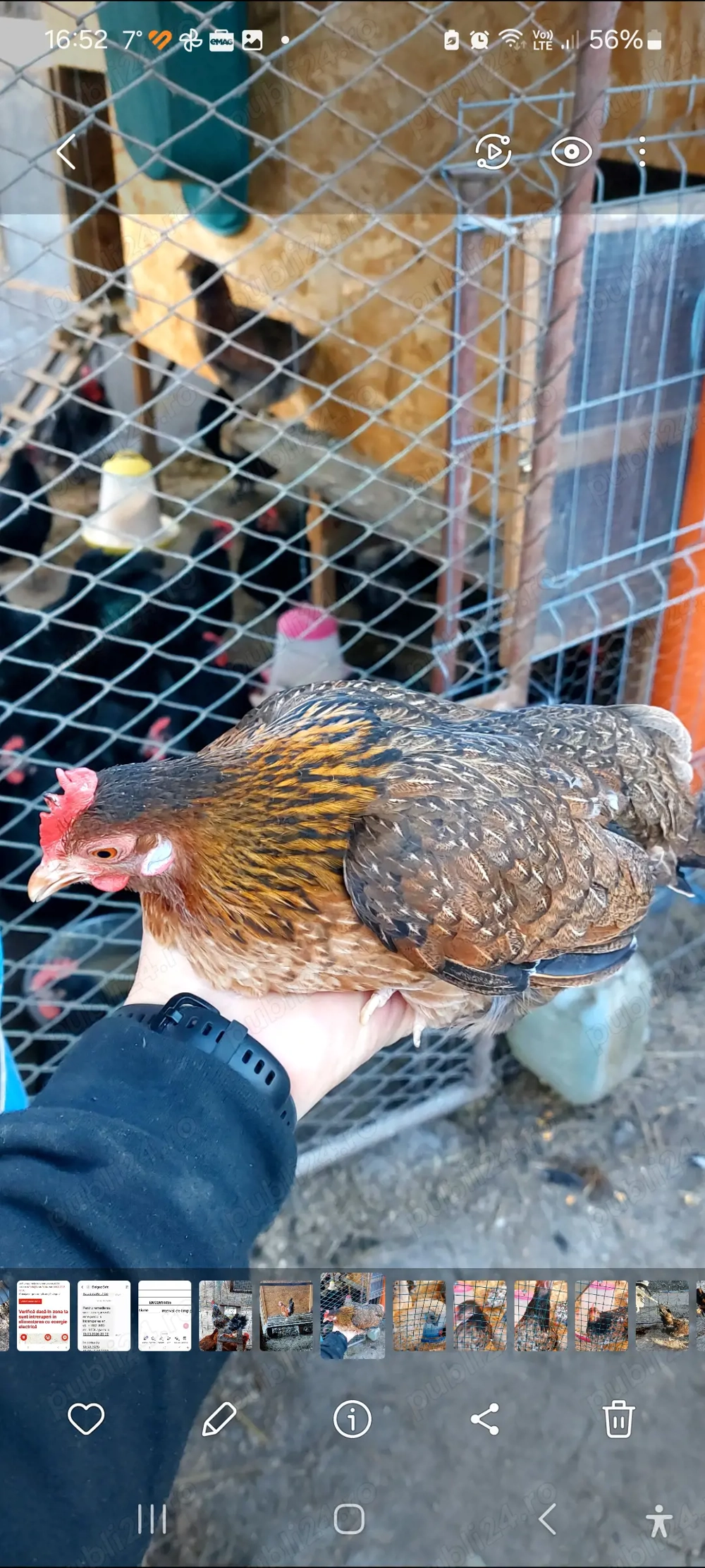 Gaini si cocosi americani