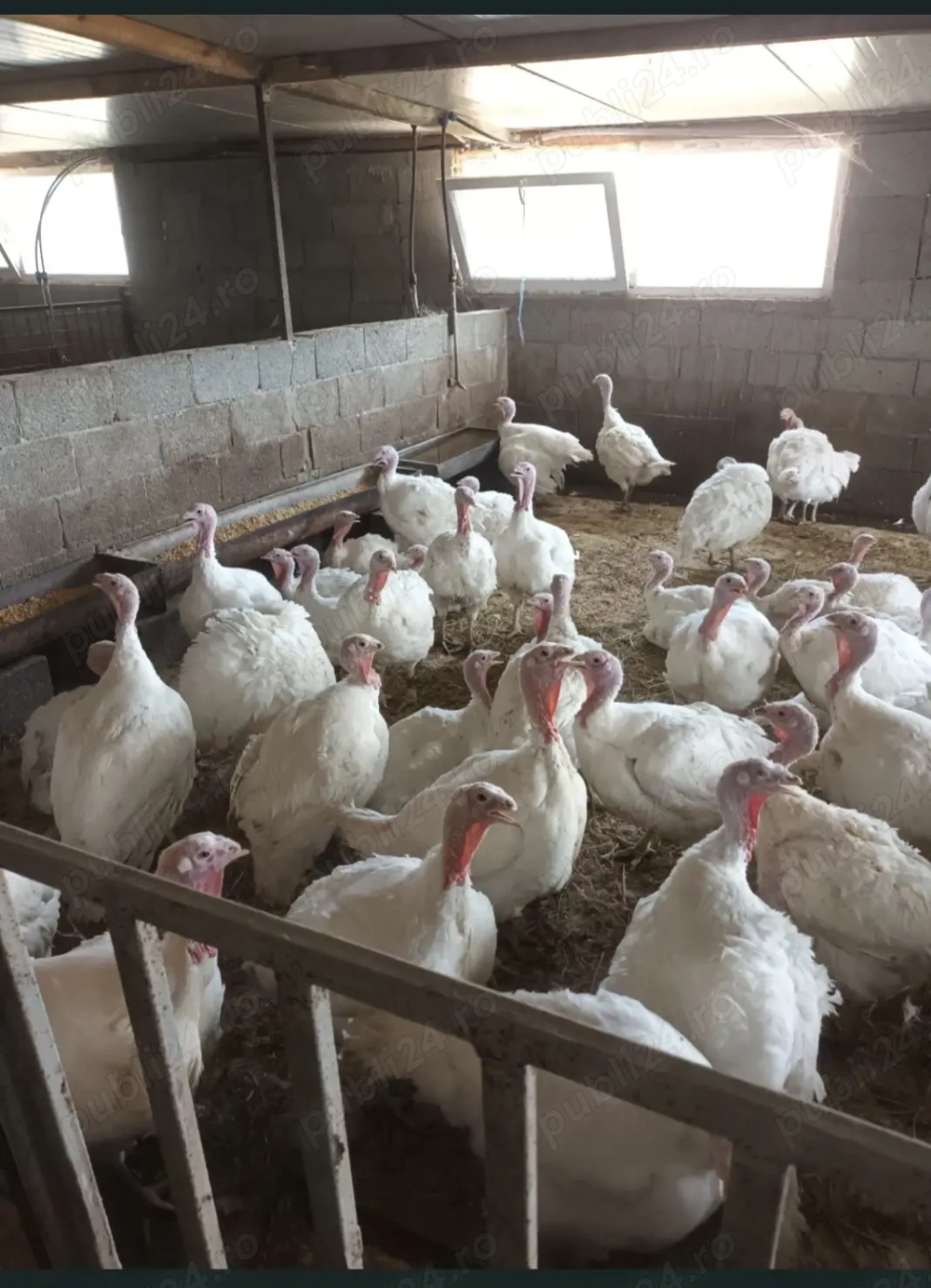 Curci și curcani de vanzare 