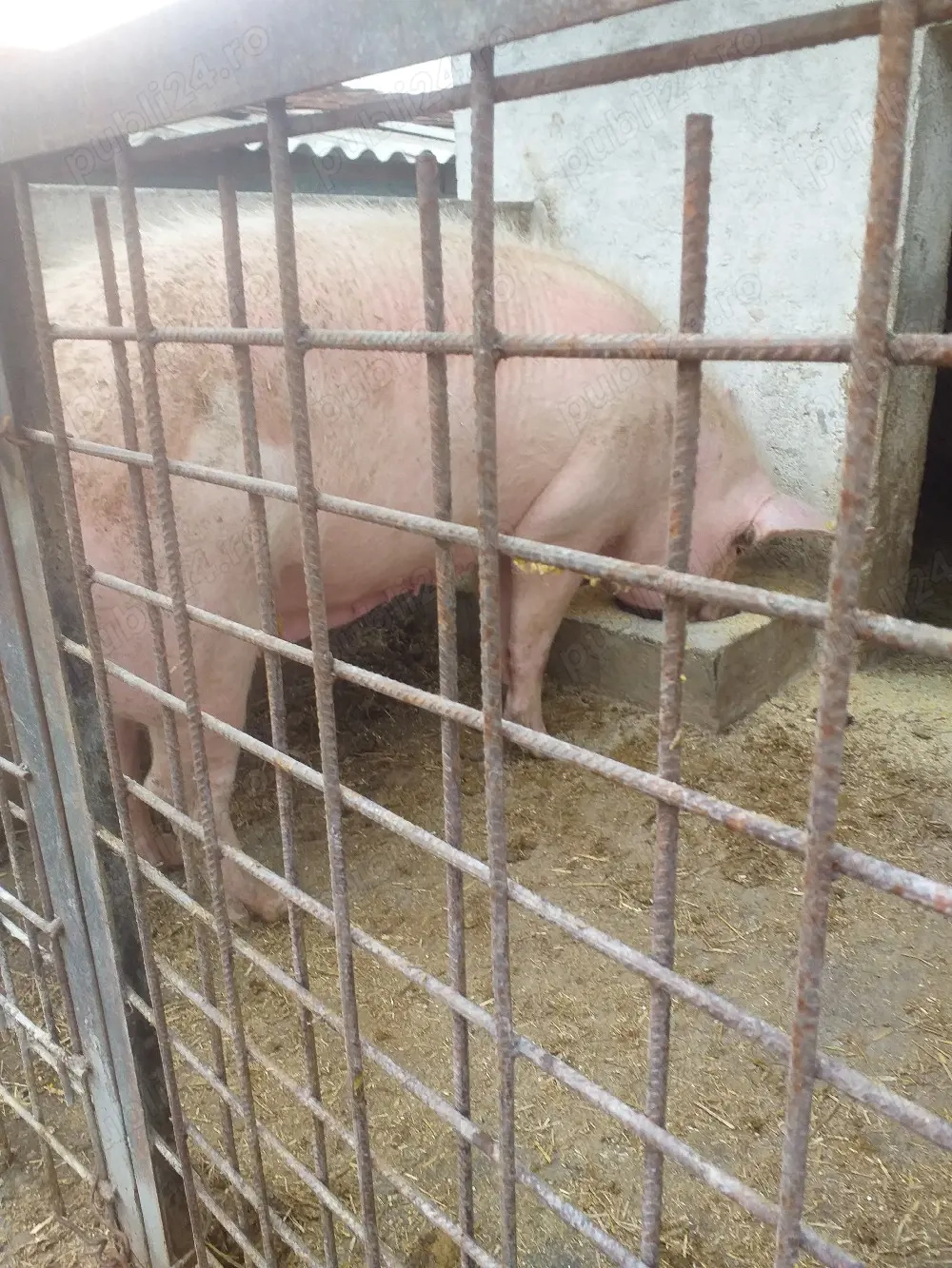 de vânzarea scroafă genstantă montată cu marel alba termen de fătare luna mai