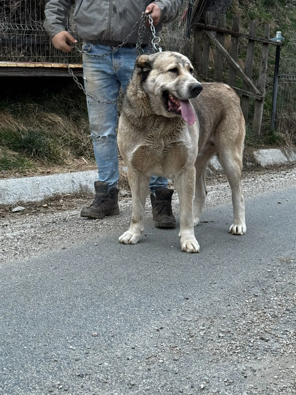 Vând femela asia centrala. 