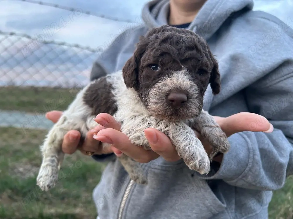 fetita lagotto romagnolo disponibila 