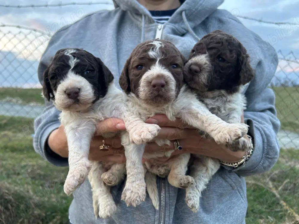 lagotto romagnolo disponibili