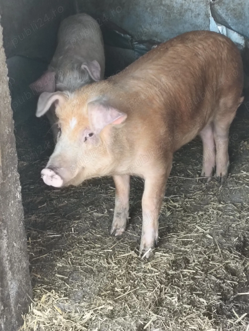 Vând șoldani de carne 