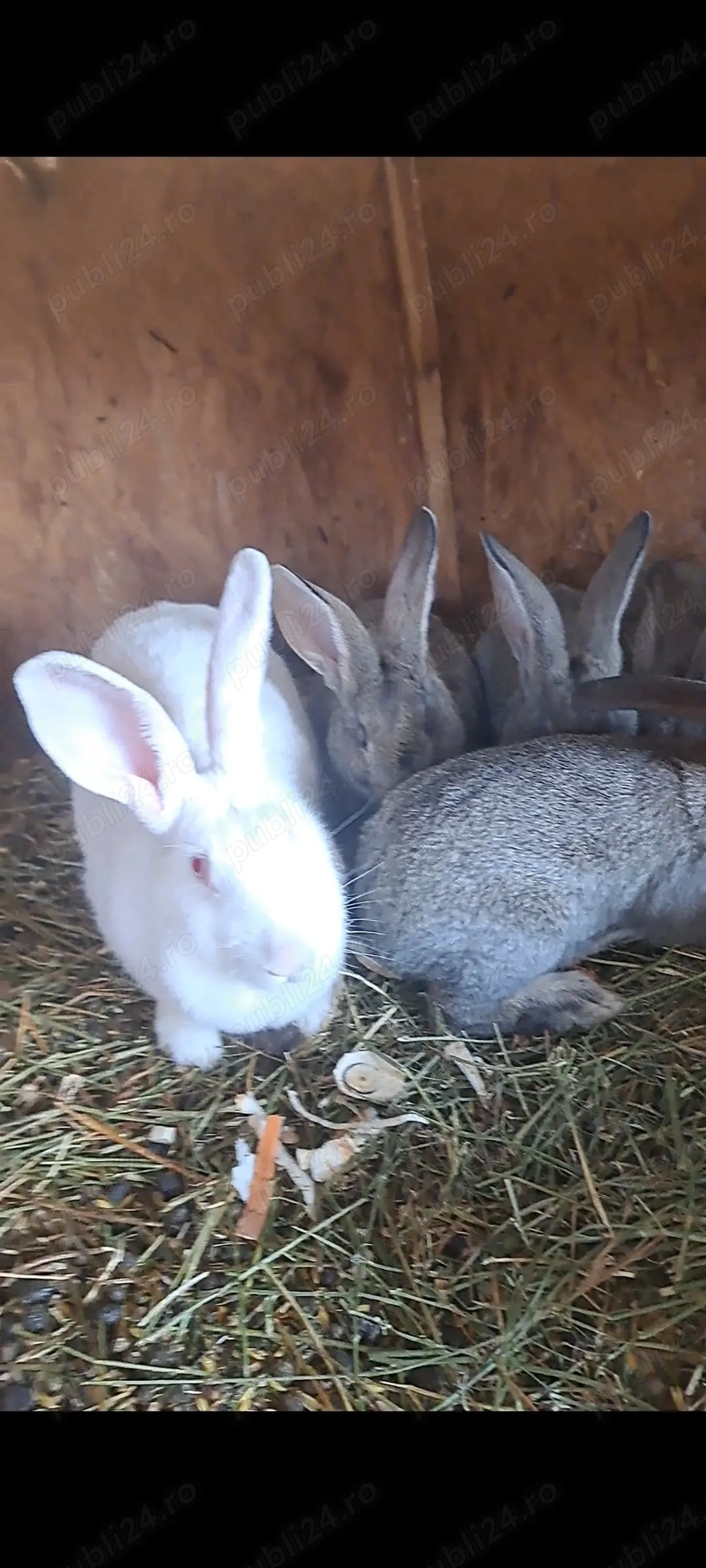 Femela de hycole francez cu 6 puisori