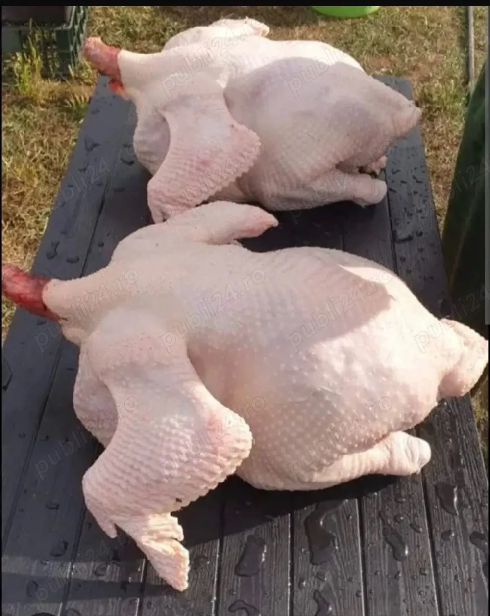 curci si curcani de vanzare 