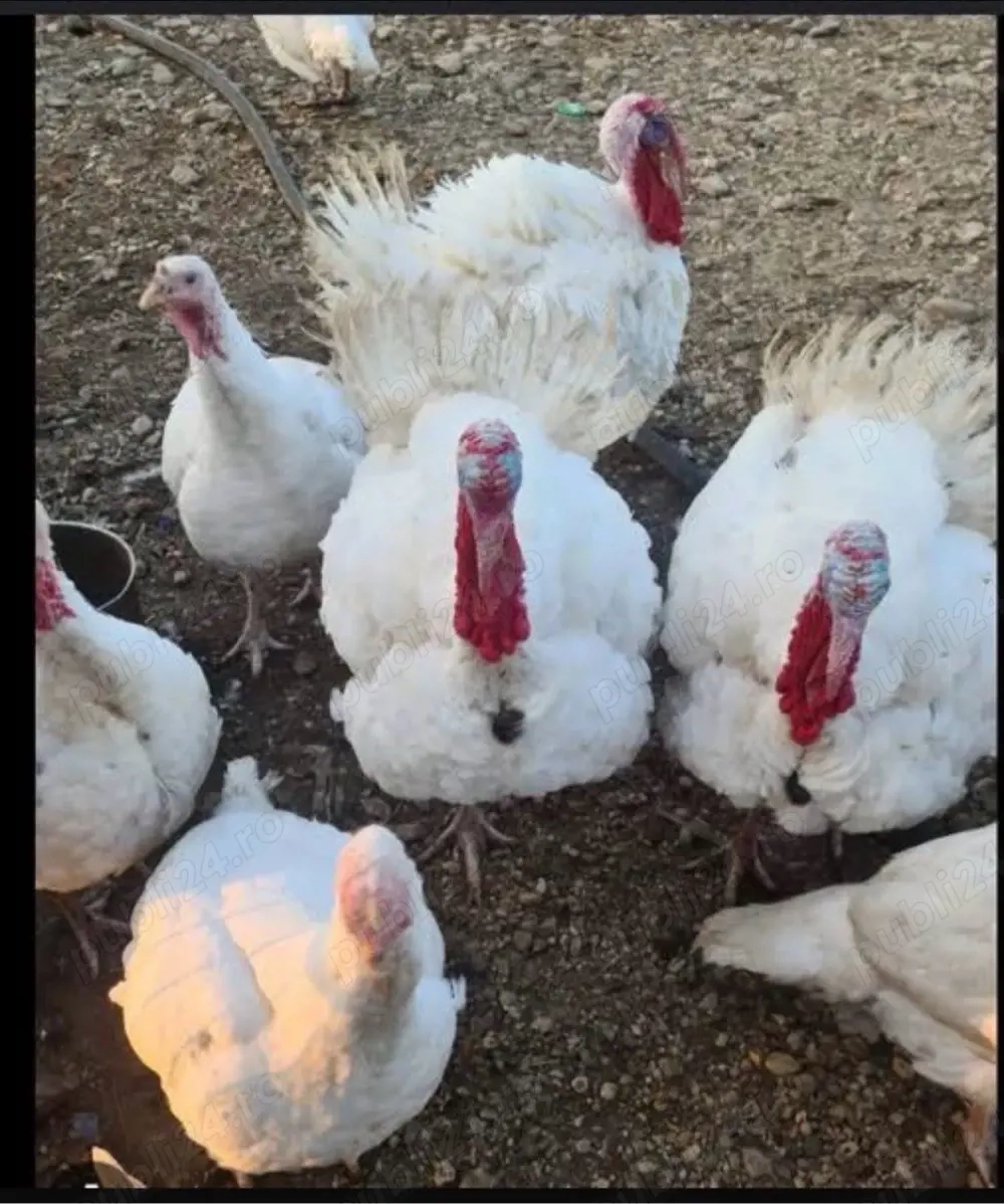 vand curci si curcani albi 