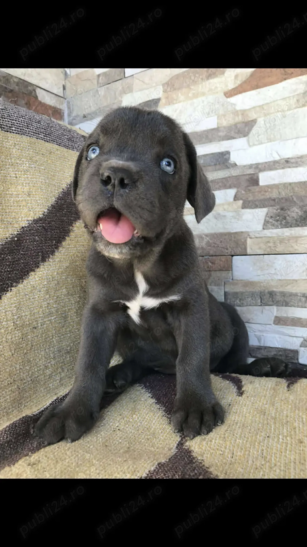 catelusa cane corso cu pedigree fci