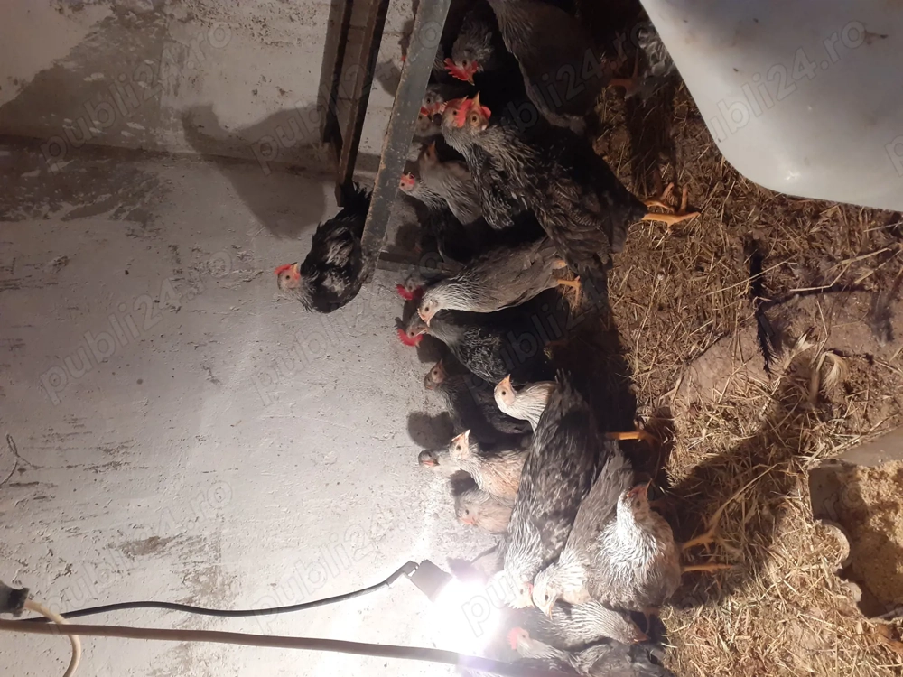 Pui de gaina italiana argintie